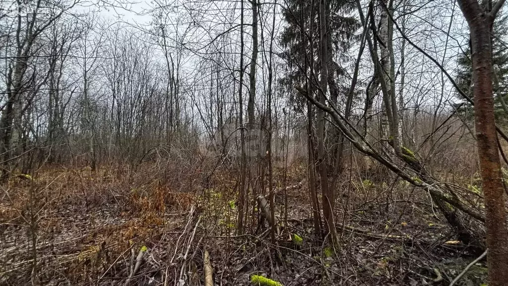 Участок в Архангельская область, Приморский муниципальный округ, ... - Фото 1