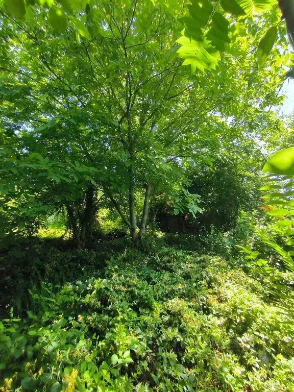 Участок в Краснодарский край, Краснодар Победитель СНТ, ул. Тимошенко ... - Фото 1