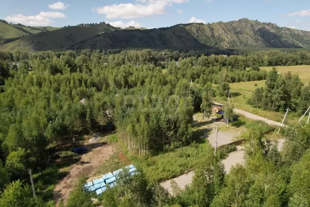 Участок в Алтай, Майминский район, Соузгинское с/пос, пос. Черемшанка ... - Фото 1