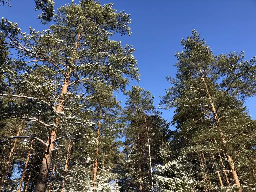 Участок в Санкт-Петербург пос. Репино, пер. 2-й Лесной (25.5 сот.) - Фото 2