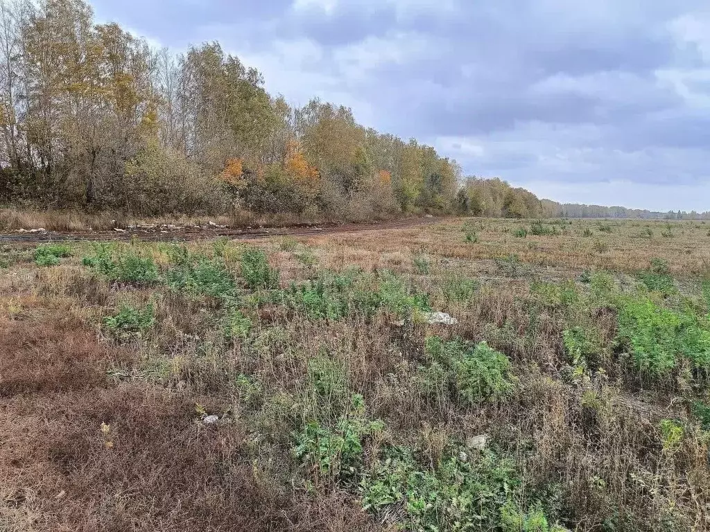 Участок в Тамбовская область, Котовск ул. Лиловая (7.2 сот.) - Фото 1