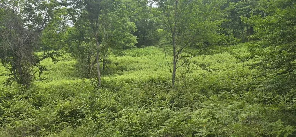 Участок в Краснодарский край, Сочи городской округ, с. Верхневеселое ... - Фото 1