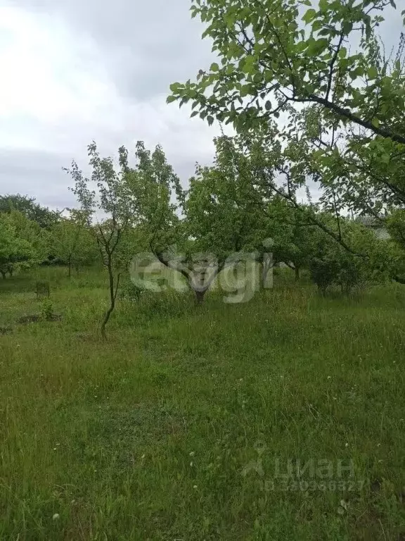 Участок в Белгородская область, Корочанский муниципальный округ, ... - Фото 1