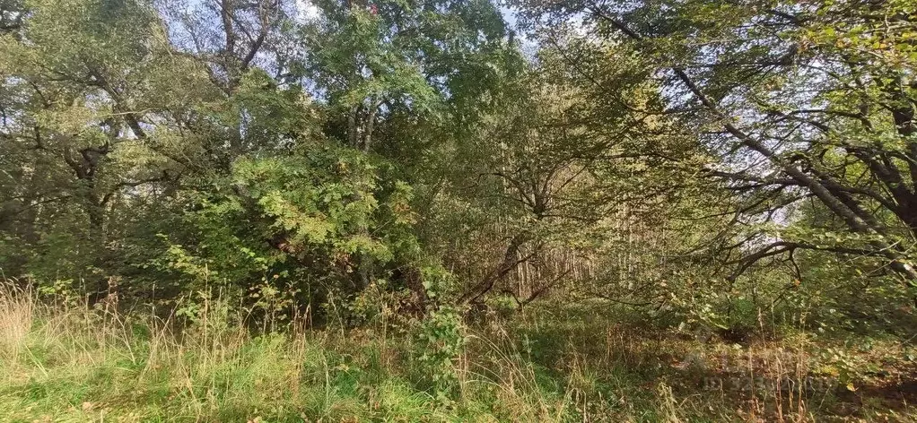 Участок в Московская область, Талдомский городской округ, д. Князчино  ... - Фото 0