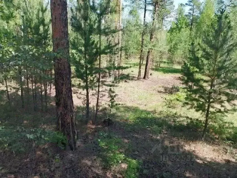 Участок в Забайкальский край, Читинский район, с. Смоленка 1 (16.46 ... - Фото 2