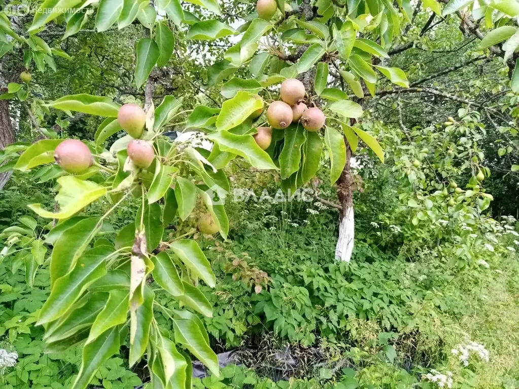 Участок в Владимир, СНТ Искра ВЭМЗ (5.26 м) - Фото 1