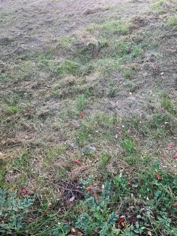 Участок в Амурская область, Ивановский муниципальный округ, с. ... - Фото 1