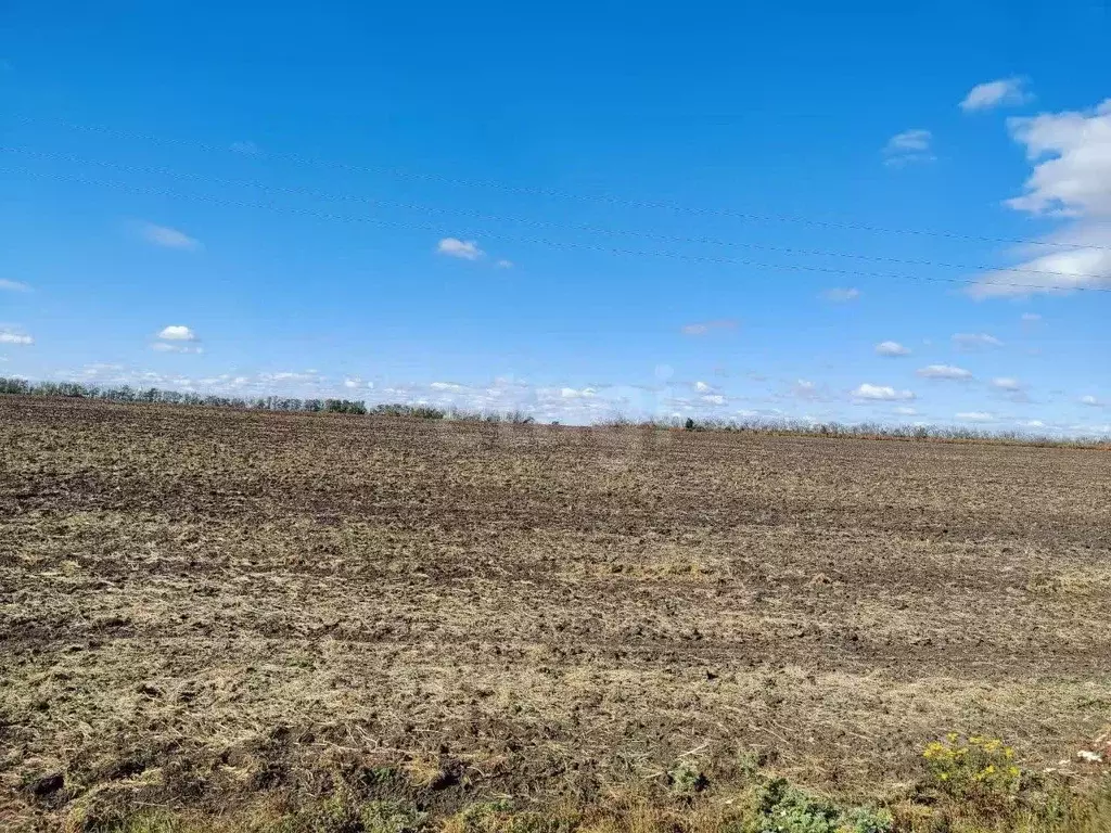 Участок в Белгородская область, Красногвардейский район, Засосенское ... - Фото 1