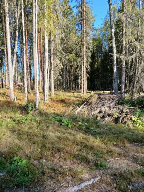 Участок в Коми, Сыктывкар Емваль мкр,  (15.0 сот.) - Фото 1