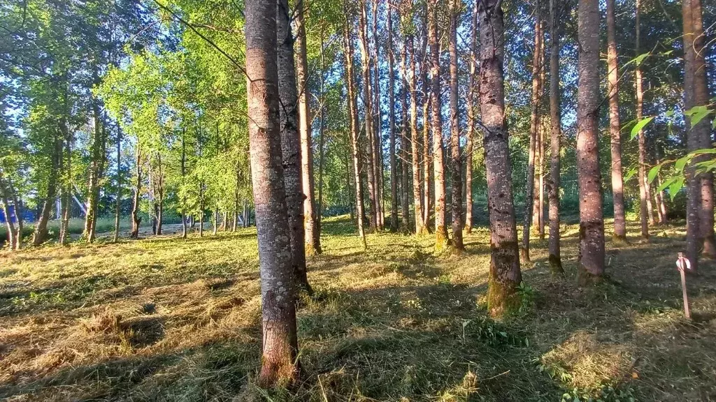 Участок в Ленинградская область, Выборгский район, Красносельское ... - Фото 1