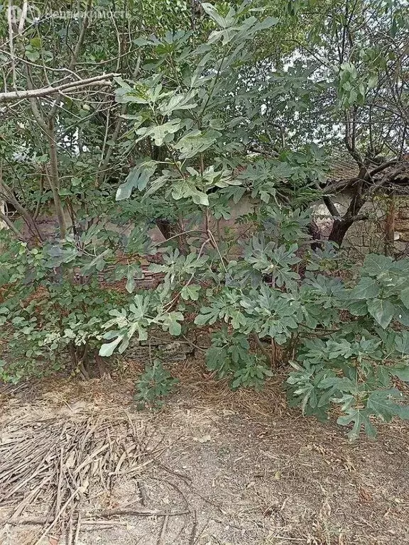 Дом в Советский, улица Манукалова (60 м) - Фото 1