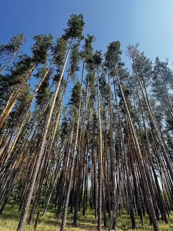 Участок в Воронежская область, Рамонский район, Яменское с/пос, д. ... - Фото 2
