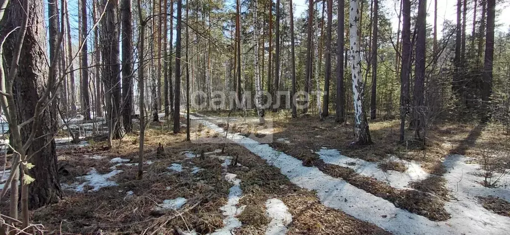 Участок в Свердловская область, Екатеринбург Лесная Поляна-1 кп,  (4.0 ... - Фото 1