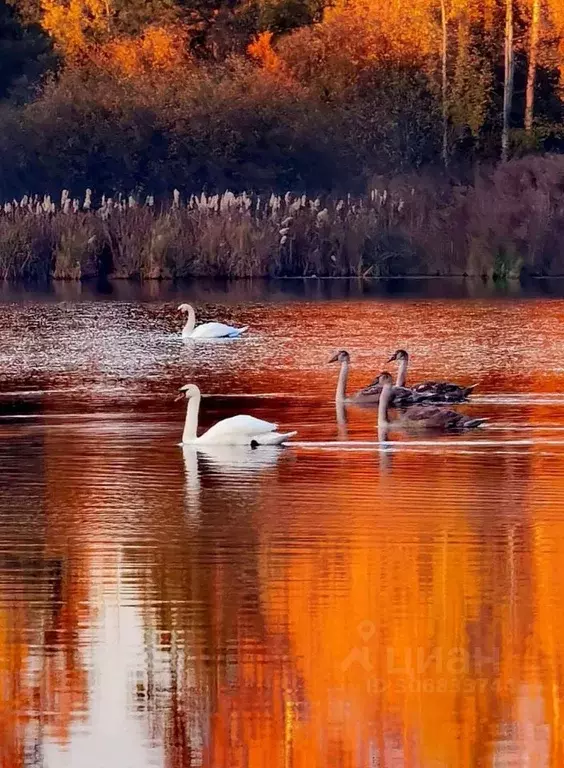 Участок в Новгородская область, Новгородский район, Ракомское с/пос, ... - Фото 0