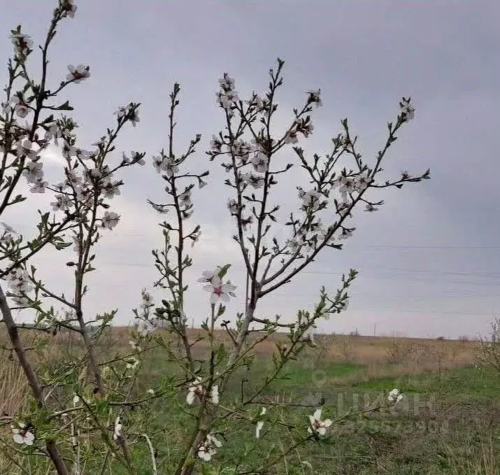 Участок в Крым, Кировский район, Журавское с/пос, с. Новопокровка ул. ... - Фото 2
