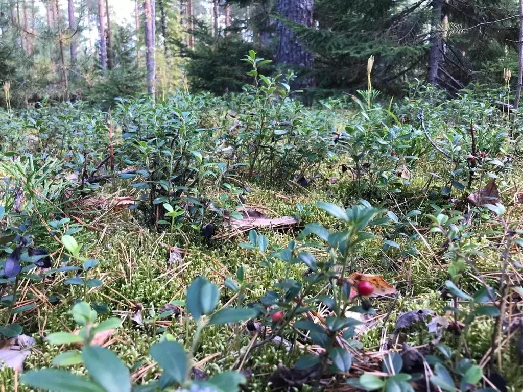 Участок в Кировская область, Слободской район, Шиховское с/пос, д. ... - Фото 1