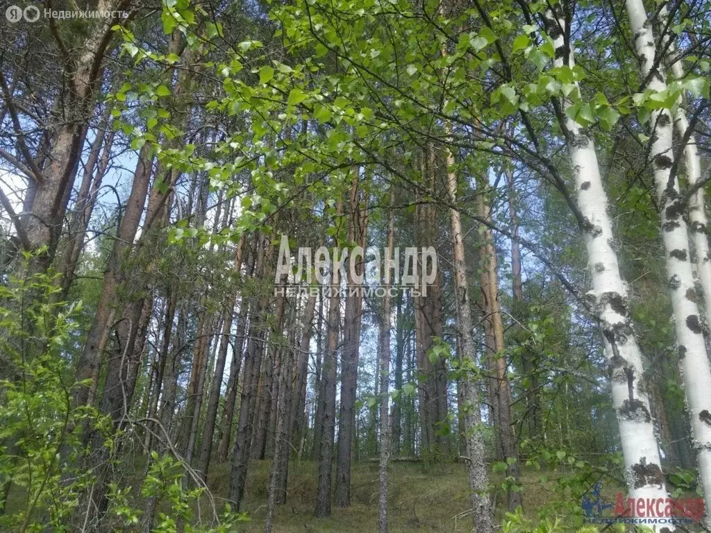 Участок в Республика Карелия, Лахденпохский муниципальный округ, ... - Фото 2