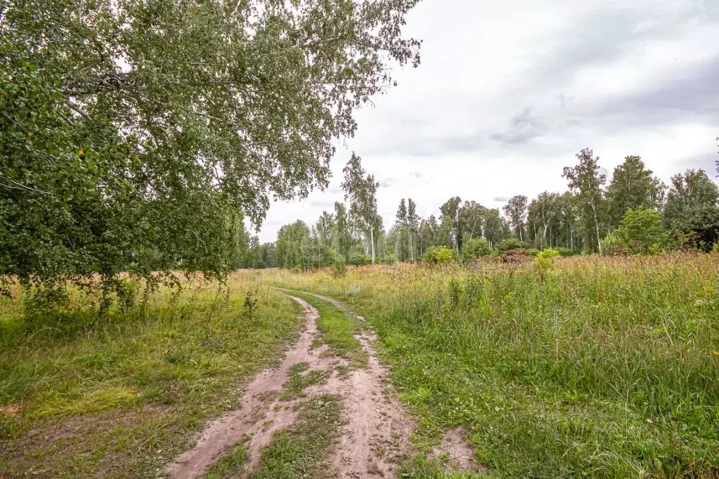 Участок в Новосибирская область, Новосибирский район, Каменский ... - Фото 1