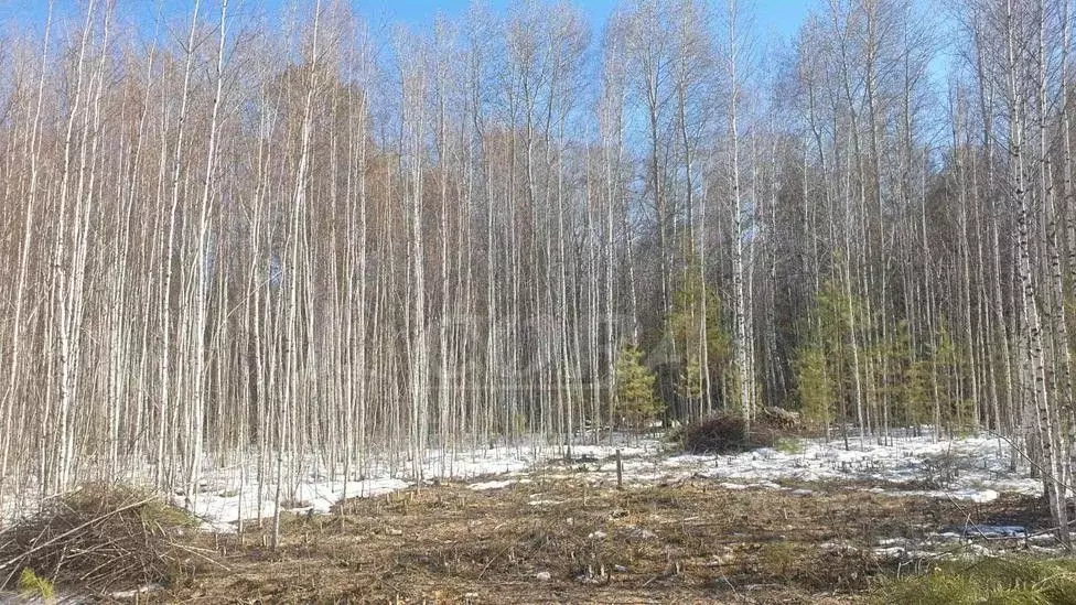 Участок в Тюменская область, Нижнетавдинский район, Сундукуль СНТ  ... - Фото 0