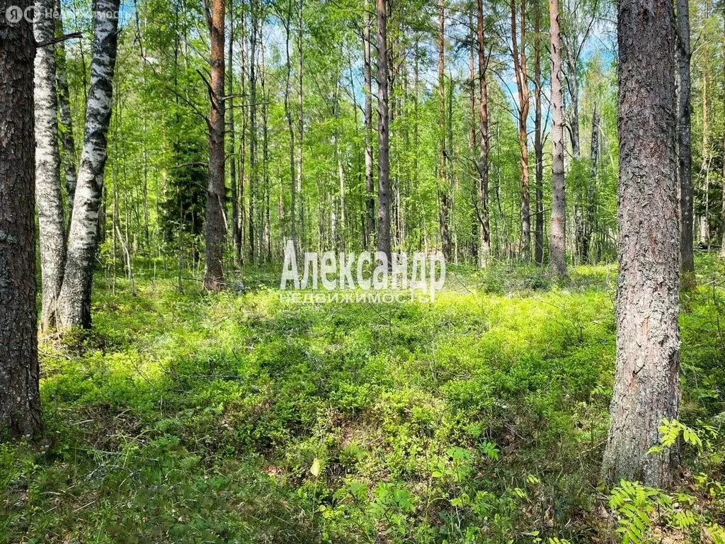 Участок в Куйвозовское сельское поселение, КП Белкино-3 (9.1 м) - Фото 1