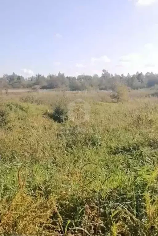 Участок в Калининградская область, Гусевский городской округ, пос. ... - Фото 2