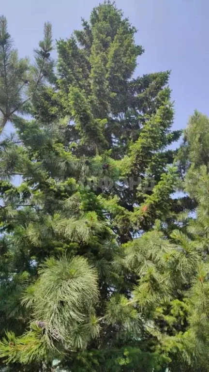 Дом в Новосибирская область, Новосибирск Облепиха СНТ, ул. Обская (56 ... - Фото 2