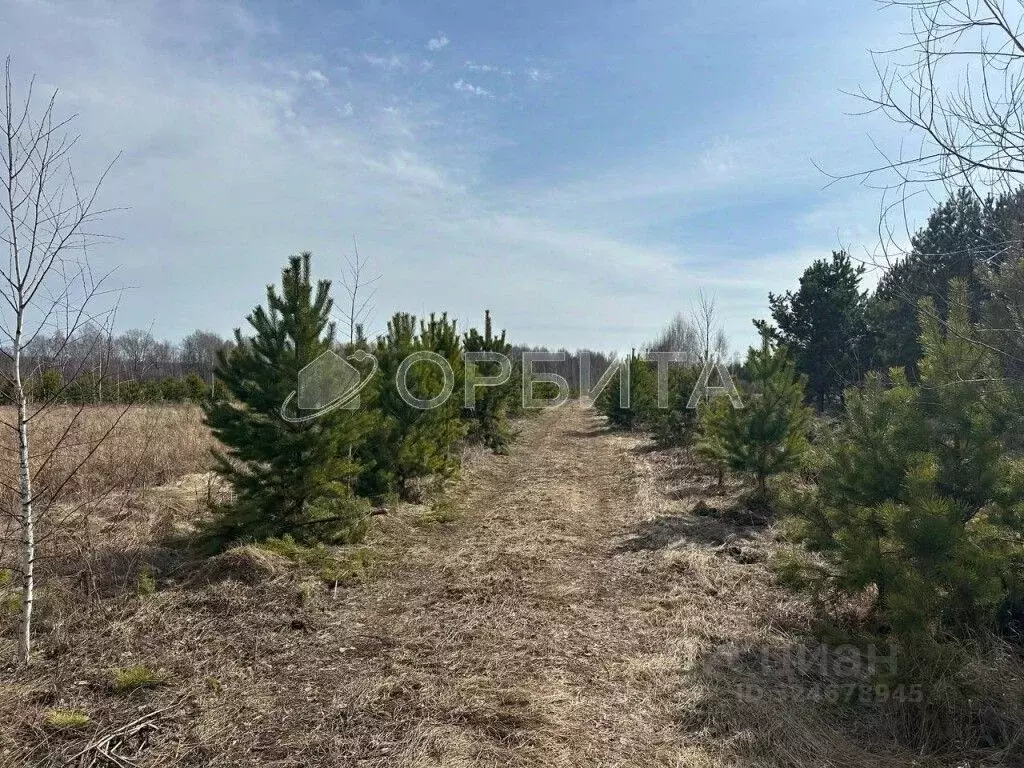 Участок в Тюменская область, Тюменский муниципальный округ, с. Княжево ... - Фото 2