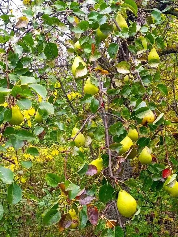 Участок в Золотая Коса, улица Жукова (15 м) - Фото 1