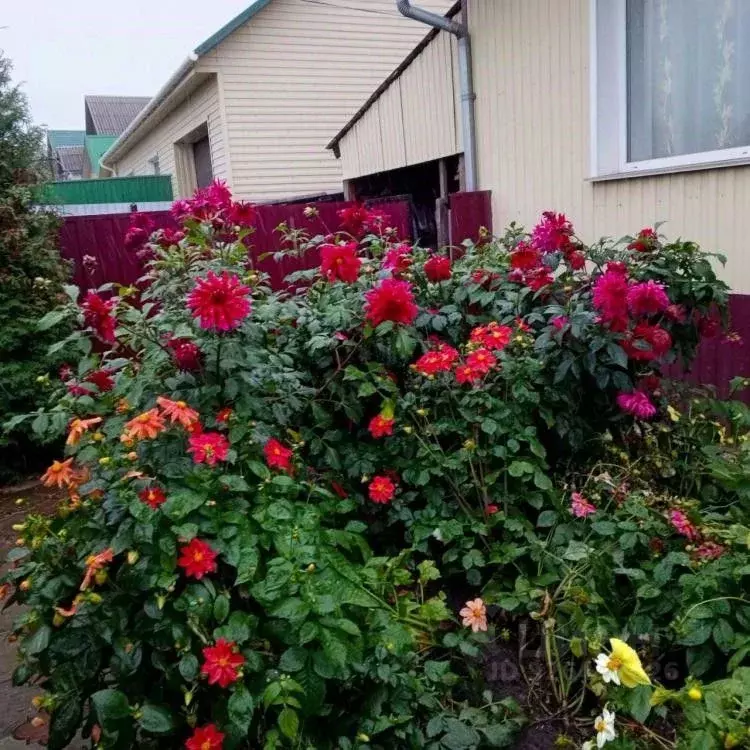 Дом в Хакасия, Саяногорск Саяногорск городской округ, ул. Дружная, 7 ... - Фото 2