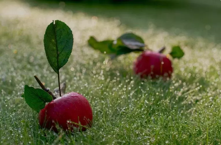 Дом в Санкт-Петербург, Санкт-Петербург, Петергоф Санкт-Петербургское ... - Фото 1