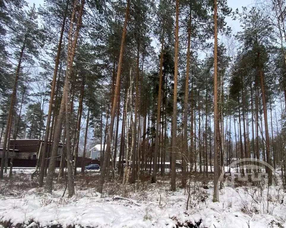 Участок в Ленинградская область, Всеволожский район, Токсовское ... - Фото 2