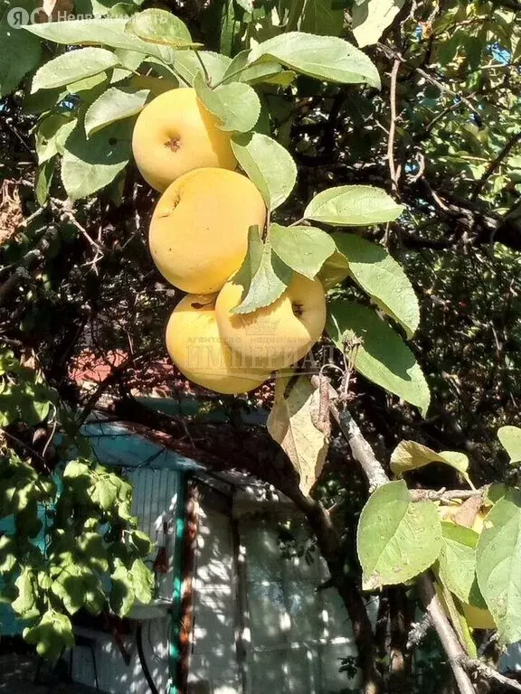 Участок в Медведевский район, городское поселение Краснооктябрьский, ... - Фото 2