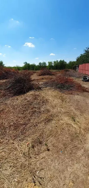 Участок в Ростовская область, Родионово-Несветайский район, ... - Фото 1
