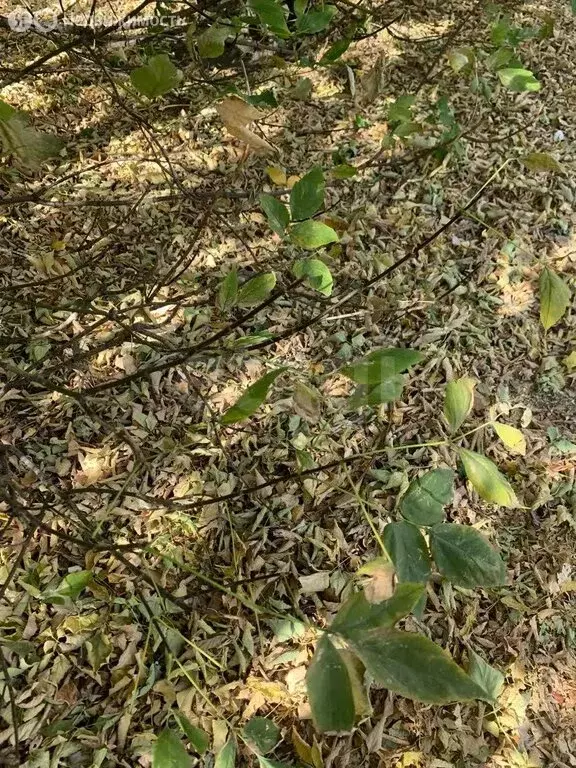 Участок в Благовещенск, СО Луч (600 м) - Фото 2