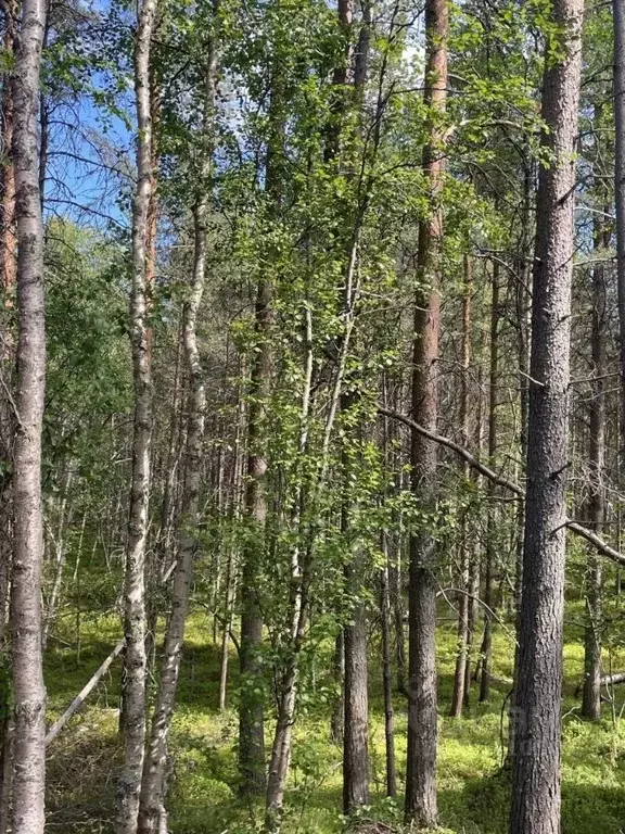 Участок в Мурманская область, Кольский район, Город Кола городское ... - Фото 0