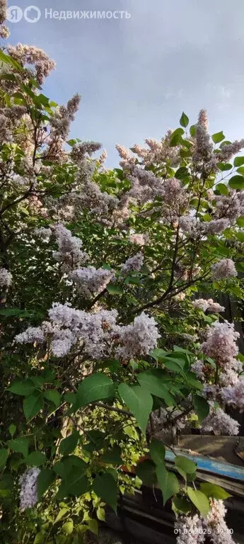 Дом в Свердловская область, Белоярский муниципальный округ, село ... - Фото 0