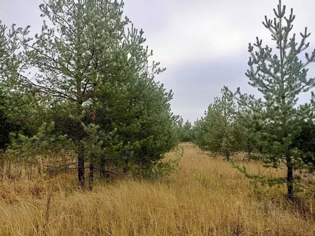 Участок в Московская область, Егорьевск городской округ, д. Малое ... - Фото 0