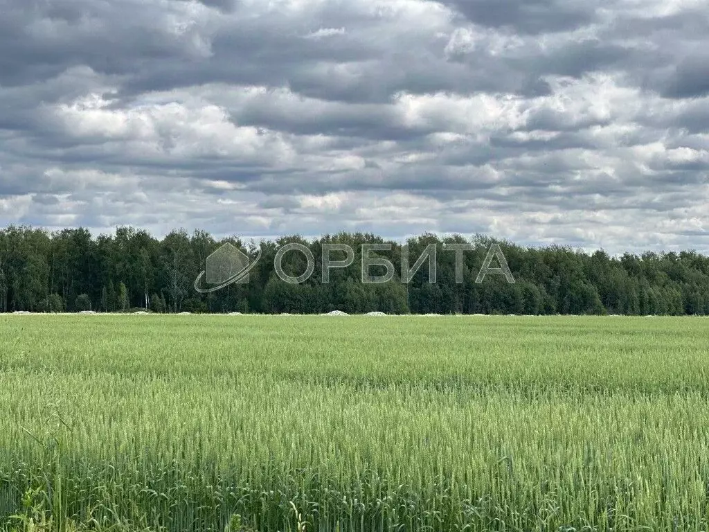 Участок в Тюменская область, Тюменский район, с. Горьковка  (7.52 ... - Фото 1