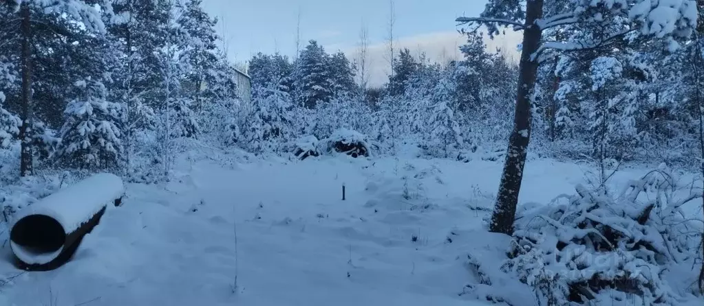 Участок в Ленинградская область, Ломоносовский район, Ропшинское ... - Фото 0