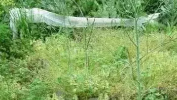 Участок в Калужская область, Дзержинский муниципальный округ, ... - Фото 2