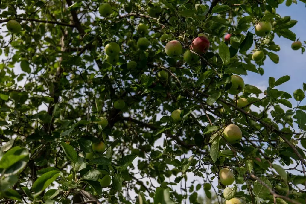 Участок в Оренбургская область, Оренбург Водник СТ, ул. Абрикосовая ... - Фото 2