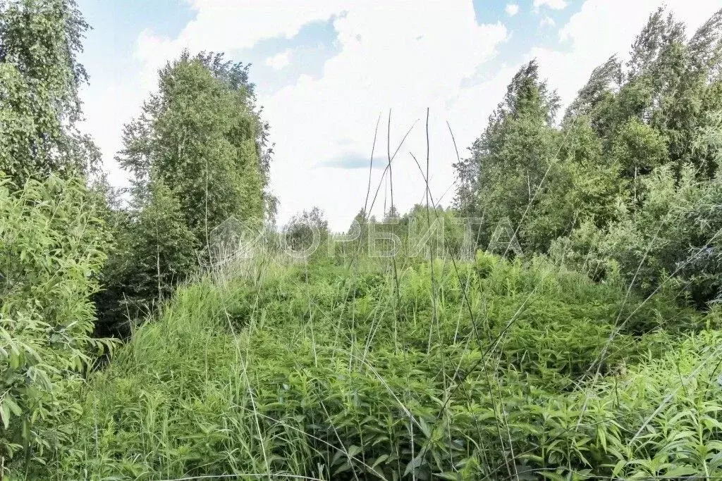 Участок в Тюменская область, Тюмень Садовое товарищество Липовый ... - Фото 1