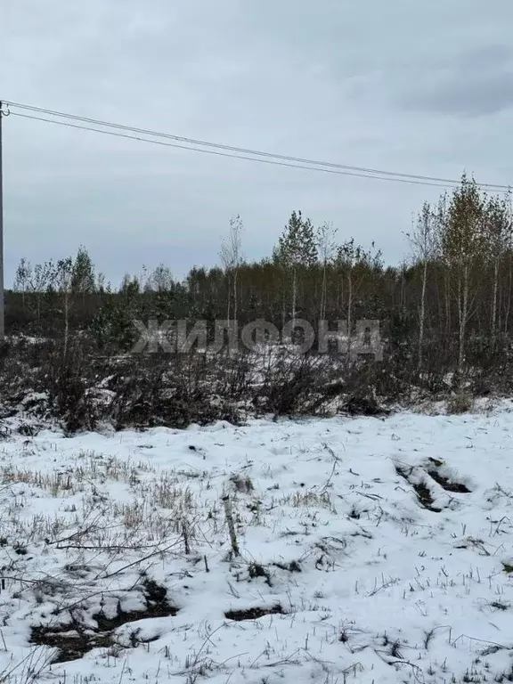 Участок в Новосибирская область, Колыванский район, Вечерний СНТ  ... - Фото 2