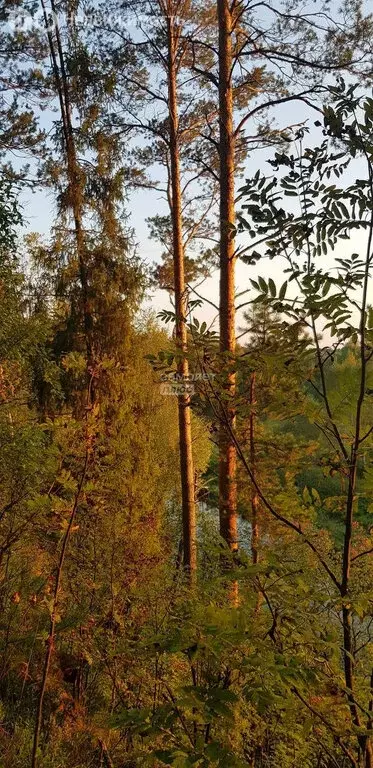 Участок в Ярославская область, Рыбинский муниципальный округ, деревня ... - Фото 2