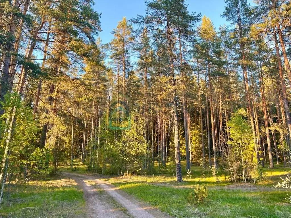 Участок в Ленинградская область, Лужский район, Толмачевское городское ... - Фото 1