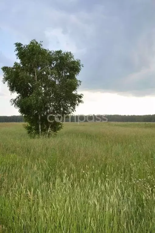 Участок в Тюменская область, Тюменский район, с. Червишево  (132000.0 ... - Фото 1