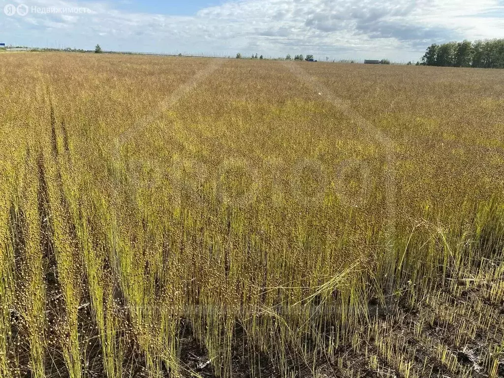 Участок в Омская область, Тюкалинск (106800 м) - Фото 1