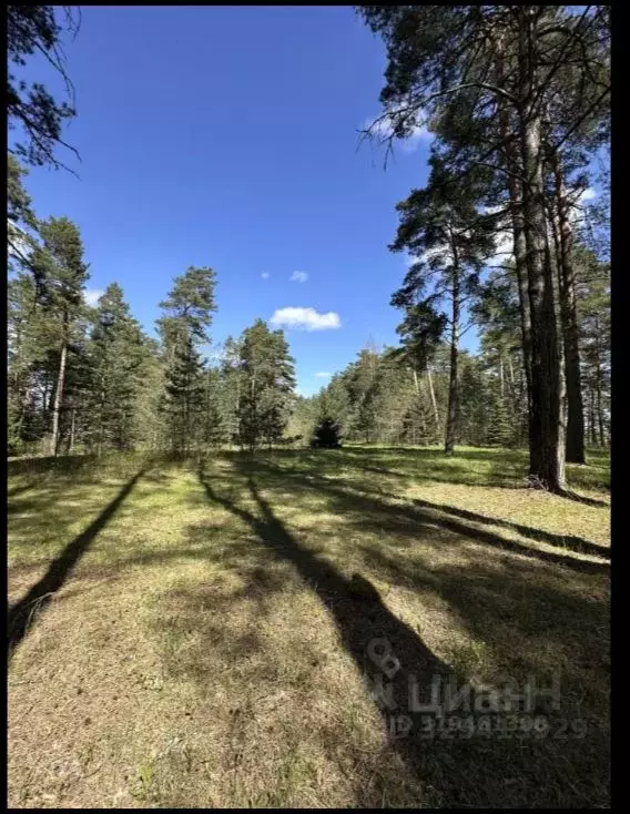 Участок в Новгородская область, Солецкий муниципальный округ, д. ... - Фото 2