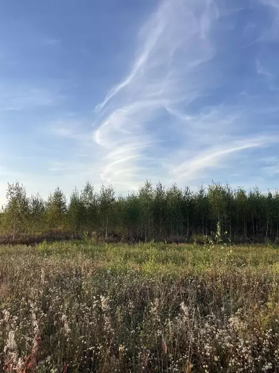 Участок в Московская область, Электросталь Ходца СНТ,  (70.0 сот.) - Фото 1