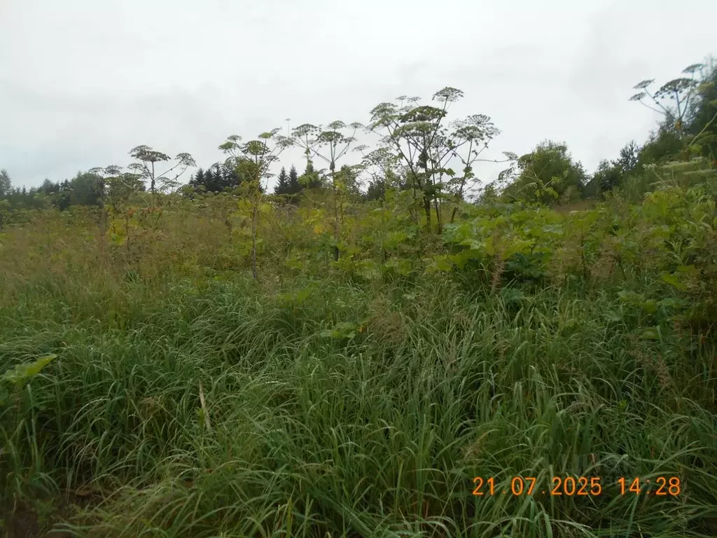 Участок в Московская область, Шаховская муниципальный округ, д. Жилые ... - Фото 1